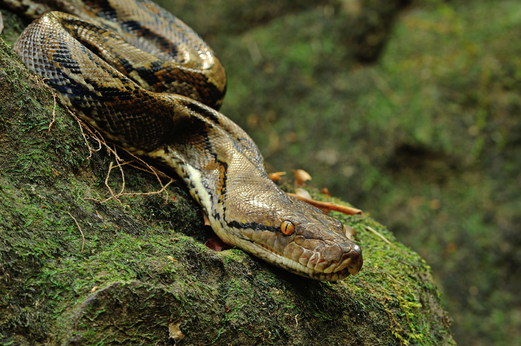 Reticulated python